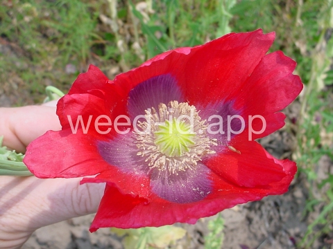 poppy, opium